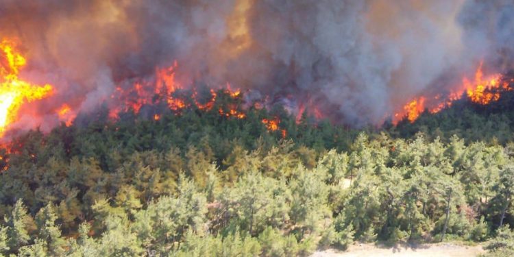 أسباب تزايد حرائق الغابات في تركيا