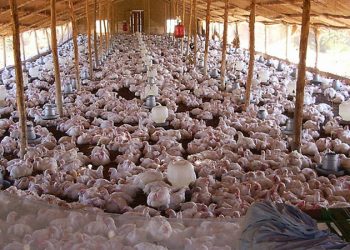 تركيا.. زيادة إنتاج الحليب ولحوم الدجاج