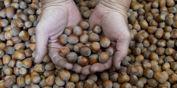 صادرات تركيا من البندق تقترب من 2.5 مليار دولار سنويًّا