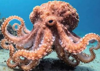 هل يحكم الأخطبوط العالم بعد اختفاء البشر؟