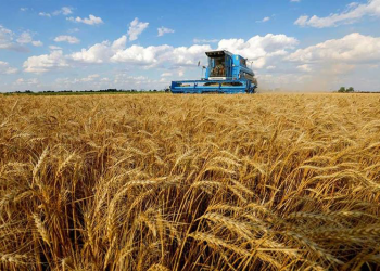 مصر تتغلب على أزمة الحبوب العالمية لتأمين إمدادات القمح