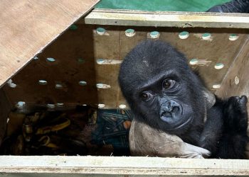 غوريلا في مطار إسطنبول!