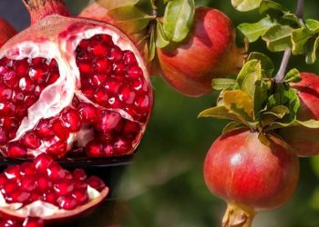 هولندا ترفض شحنات الرمان التركي!