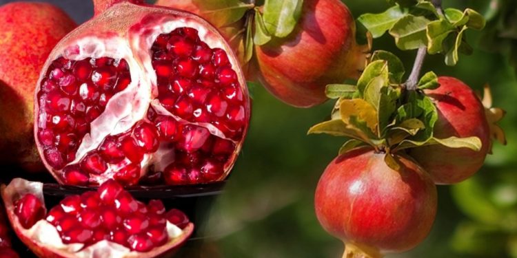 هولندا ترفض شحنات الرمان التركي!