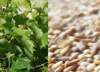 مبيدات آفات في أوراق العنب المصدر من تركيا إلى كندا