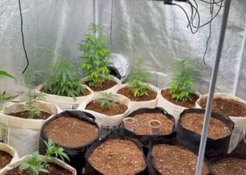 تركيا.. مواطن آخر يحول منزله لمزرعة حشيش!