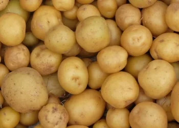 تونس تُعيد مئات الأطنان من البطاطس إلى تركيا