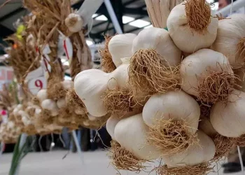 سعر الثوم ينافس اللحوم في تركيا