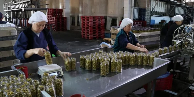 تركيا تسبق مصر في إنتاج زيتون المائدة