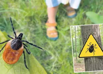 حشرة تهدد إسطنبول.. 7 آلاف لدغة في 6 أشهر!