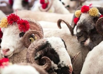 الشؤون الدينية التركية تحذر من ذبح الأضاحي في هذا الموعد..