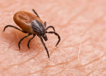 الكابوس يقترب: تزايد حالات لدغات القراد في إسطنبول وإزمير