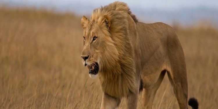 تركيا.. أسد يهرب من حديقة الحيوان في أنطاليا!