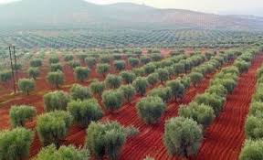 تركيا تعتمد على زيتون عفرين لسد احتياجاتها