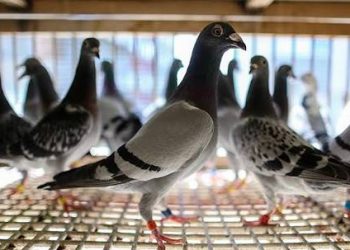 بنك يحجز على طيور مواطن تركي متعثر!