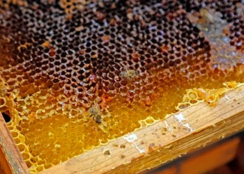 عسل “إلغاز” التركي يدخل موسوعة “جينيس”