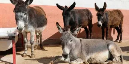 تراجع حاد في أعداد الخيول والحمير في تركيا