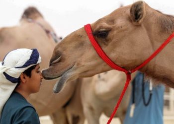 هوية وشريحة إلكترونية.. السعودية تنظم قطاع الإبل بـ “هويات تعريفية”