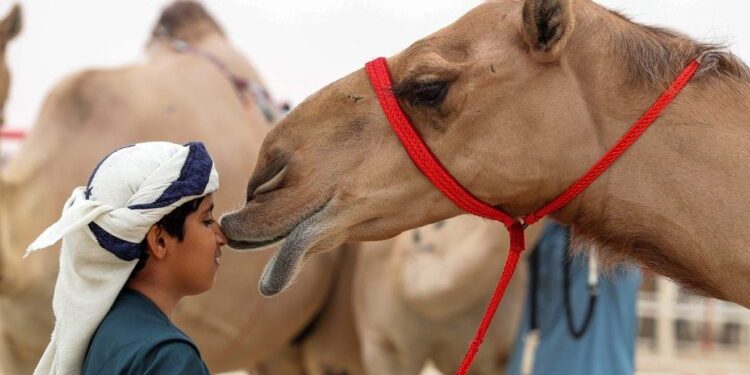 هوية وشريحة إلكترونية.. السعودية تنظم قطاع الإبل بـ “هويات تعريفية”