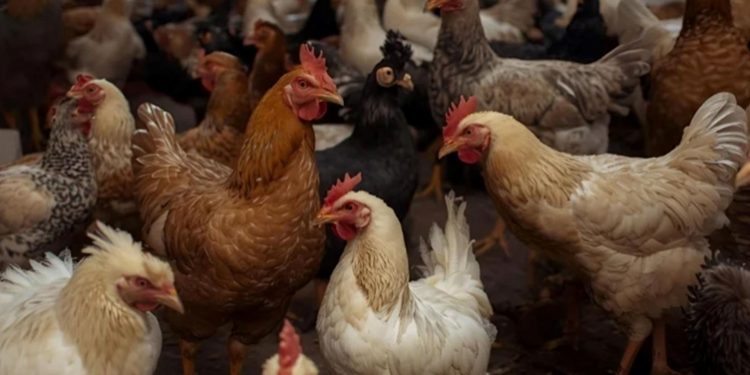 أسعار جنونية.. حملة لمقاطعة شراء الدجاج في سوريا