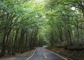 تركيا تحظر حفلات الشواء في غابات إسطنبول